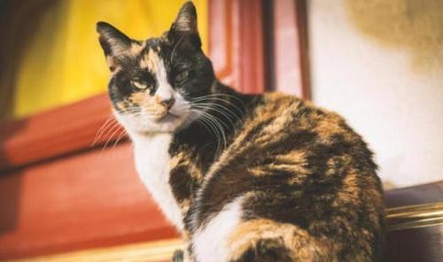 宠物猫咪可以带出门吗（探究猫咪的户外生活及相关注意事项）