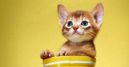 宠物猫咪可以带出门吗（探究猫咪的户外生活及相关注意事项）