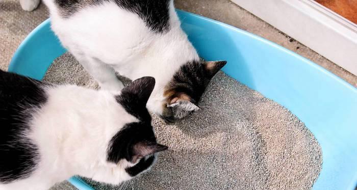 猫咪拉便便不成形的原因及解决方法（揭秘猫咪拉稀背后的故事）