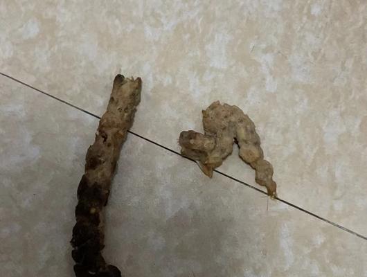 猫咪拉完屎总乱跑，该如何应对（宠物主人必看！如何训练猫咪在拉完屎后不乱跑）