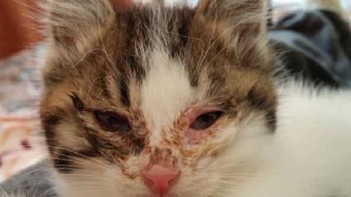 治疗宠物猫咪泪痕的有效方法（让你的猫咪告别泪痕）