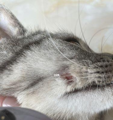 猫咪脸上都是猫癣，如何有效治疗（以宠物为主）