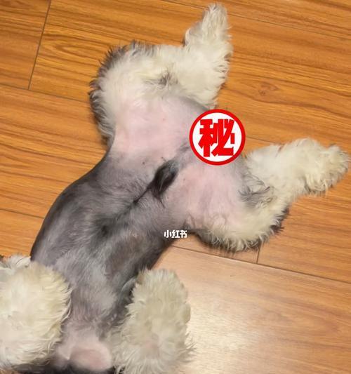 狗狗地下睡（狗狗睡眠的重要性）