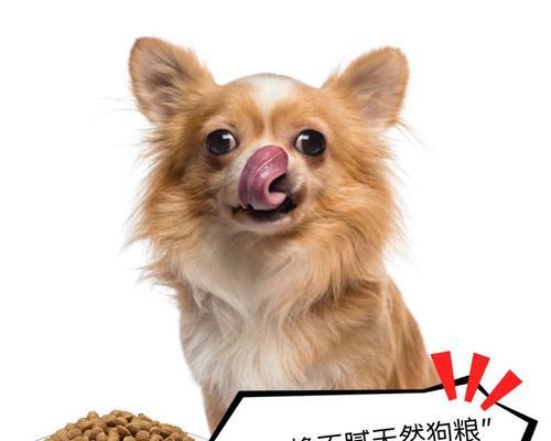 狗粮蛋白质含量29是宠物健康的关键（宠物的健康离不开高蛋白的狗粮）