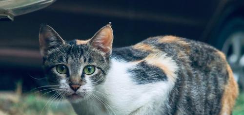 家猫为什么会突然抓人（探究家猫突然抓人的原因及预防方法）