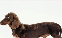 腊肠狗——小体型犬中的勇士（了解腊肠狗的性格、特征和养护）