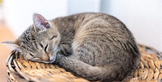 猫咪怀孕多长时间生（探秘猫咪怀孕期）