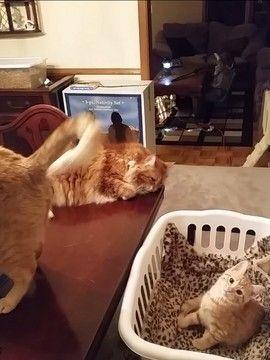 大猫对小猫的照顾，无微不至（宠物世界中）