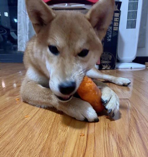 狗狗吃胡萝卜的好处和注意事项（以宠物为主）
