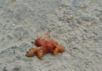 狗狗细小病毒（以宠物为主）