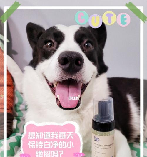 狗吐白色泡沫应该怎么处理（宠物狗出现呕吐情况的原因分析及治疗方法）
