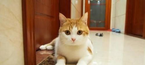 怀孕的猫咪不能吃什么（关注宠物饮食）