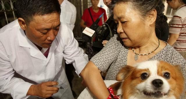小狗带狂犬病该怎么办（宠物主人必读！如何预防和治疗狂犬病）