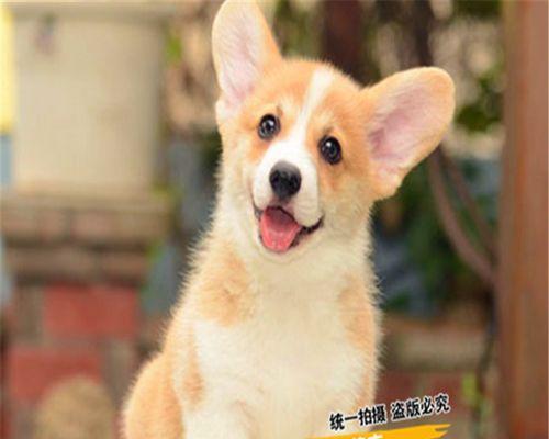 如何解决柯基犬爱吃垃圾的问题（探究柯基犬爱吃垃圾的原因及如何预防）