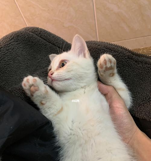 两个月小猫一天吃几次？这些知识你需要了解