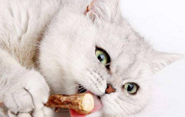 两只猫咪的饮食问题（一起吃还是分开喂）