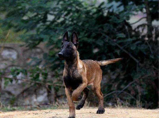 以马犬串土狗打猎，如何保障宠物的安全（宠物打猎之路需要注意哪些问题）