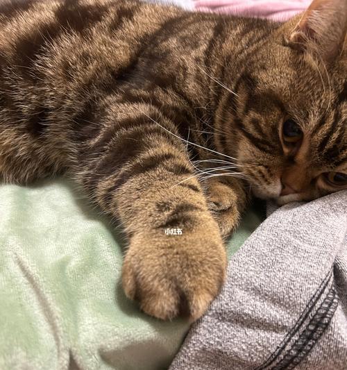 了解猫脚肿的原因及治疗方法（了解猫脚肿的原因及治疗方法）