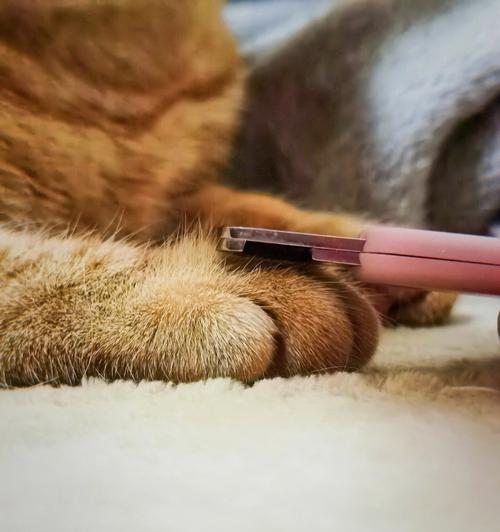以宠物为主，教你正确处理猫咪指甲流血的情况（以宠物为主）
