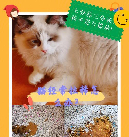 猫经常拉肚子怎么办（掌握这些药物让你的宠物健康无忧）