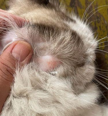 解密猫咪背上长的都是猫癣（探究猫癣的病因）