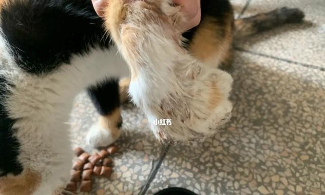 猫咪产后流血原因及处理方法（探究猫咪产后出血的各种情况及应对策略）