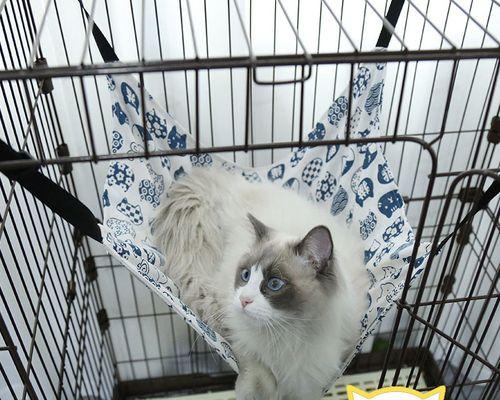 宠物猫咪肠胃不好怎么调理（从饮食、环境到药物）