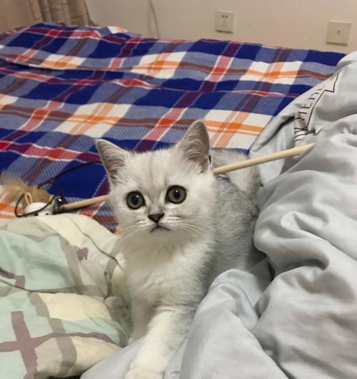 猫咪口臭，这可能是它想吃猫粮的信号（探究猫咪口臭的原因以及如何解决）