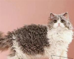 春季掉毛严重（宠物的护理方式不止梳毛！猫咪春天掉毛可以剃么）