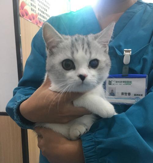 猫咪打完疫苗后的饮食需求（以宠物为主）