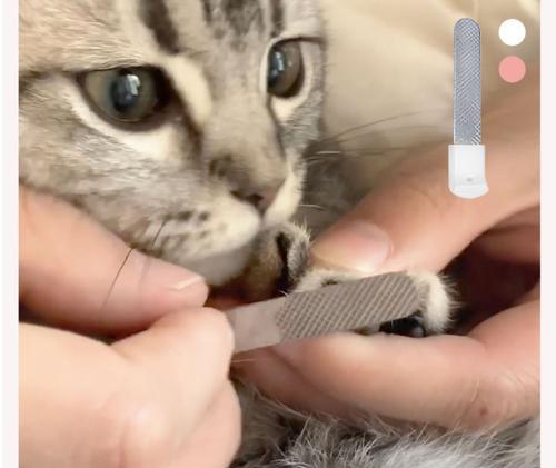 猫咪指甲剪掉后出血，该怎么办（宠物护理中的必备技能及如何避免此类情况发生）