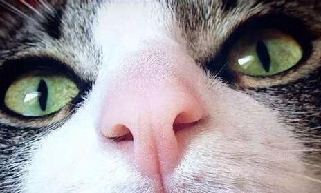 揭秘猫咪嘴巴的臭味来源（了解猫咪口臭的原因和预防方法）