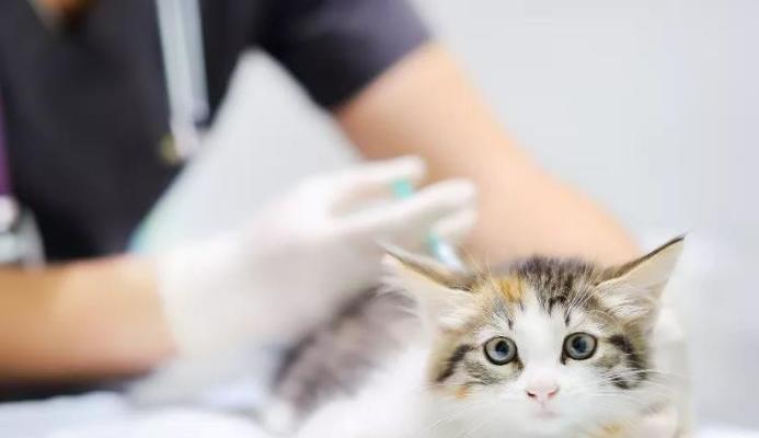 猫咪第二针疫苗打晚了，后果严重（宠物主人必须认真对待疫苗接种）