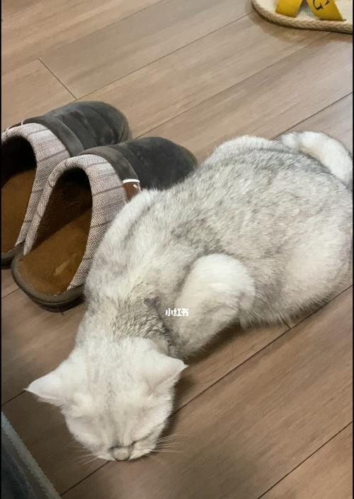 宠物猫咪为什么肚子大没精神（探究肥胖对猫咪健康的影响及应对方法）