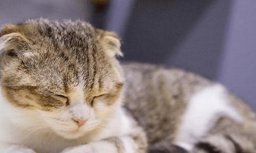 宠物猫感冒打喷嚏该怎么办（掌握猫咪感冒治疗方法）