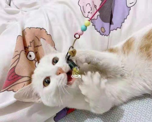 如何有效治疗猫咪感冒（驱虫是否能缓解猫咪感冒）