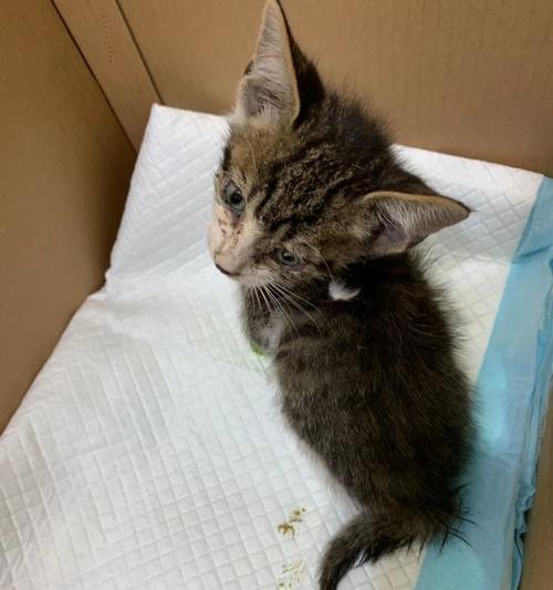 猫咪骨折后能否自愈（探究猫咪自愈能力及如何协助康复）
