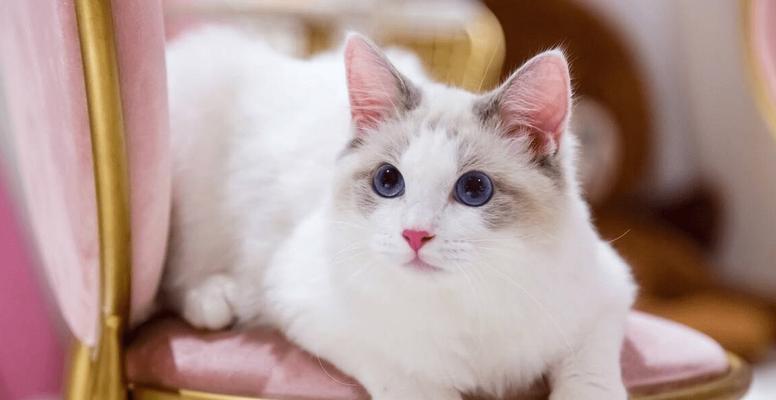 猫咪怀孕几个月是正常的（猫咪孕期特征）