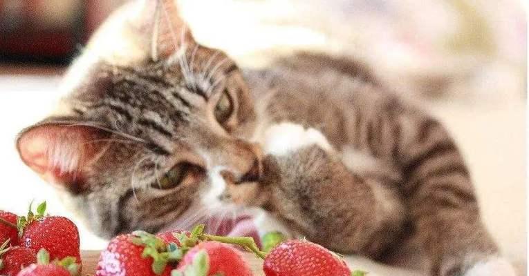 猫咪不吃不喝，到底能撑多久（探究猫咪的饮食习惯及其对健康的影响）