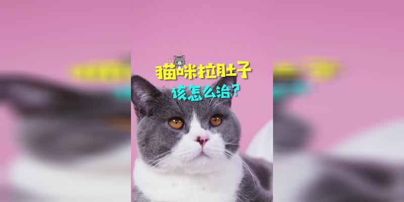 猫咪拉肚子怎么办（以宠物为主）