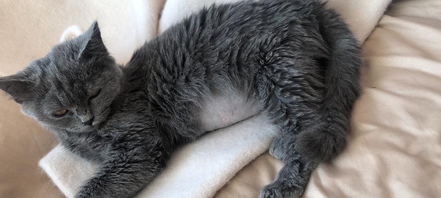 猫咪拉屎的正常情况（探究宠物猫咪的大小便习惯与健康问题）