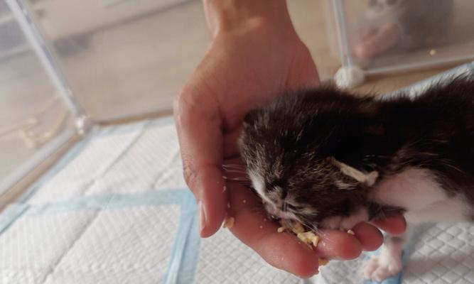猫咪两个月能吃蛋黄吗（探讨猫咪饮食安排的正确性）