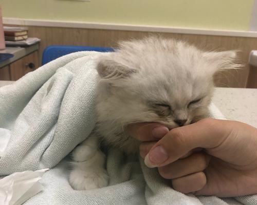 猫咪猫瘟为什么不发烧（探究猫咪猫瘟发病机理）