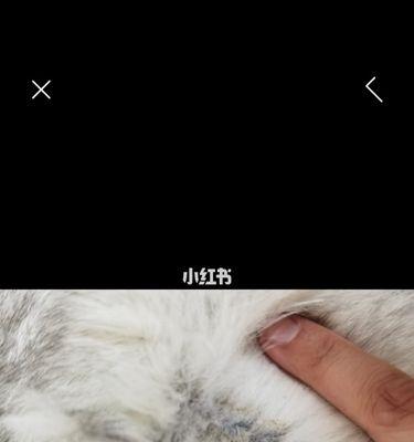 猫咪皮肤病能不能洗澡（探讨猫咪皮肤病的洗澡技巧和注意事项）