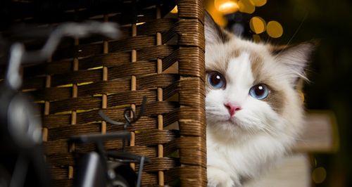 猫咪缺乏牛磺酸的症状（宠物健康必备的营养素）