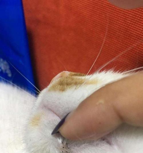 猫咪身上有跳蚤，仍可抱它（解密抱着猫咪的正确姿势）