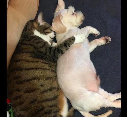 猫咪突然不再跟人一起睡觉（宠物猫的行为变化及解决方法）