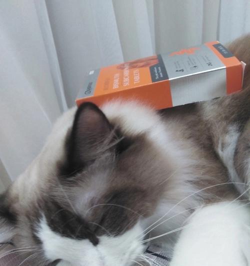 宠物猫晚上叫唤该吃什么药（解决夜间哀嚎的最佳方案）