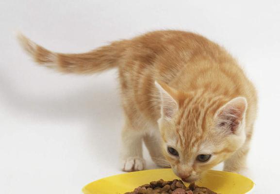 猫咪为何会藏食物（探究猫咪行为奥秘）