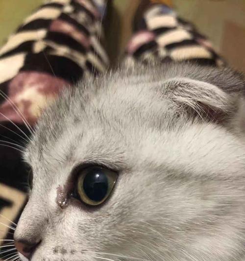 猫咪眼屎怎么办（宠物健康护理专家为您解答）